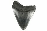 Fossil Megalodon Tooth - South Carolina #168133-1